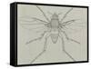 Coffin Fly (Phora Caliginosa), Diptera-null-Framed Stretched Canvas