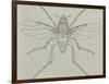 Coffin Fly (Phora Caliginosa), Diptera-null-Framed Giclee Print