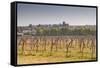 Cognac Vineyards Near to the Village of Juillac Le Coq, Charente, France, Europe-Julian Elliott-Framed Stretched Canvas