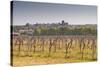Cognac Vineyards Near to the Village of Juillac Le Coq, Charente, France, Europe-Julian Elliott-Stretched Canvas