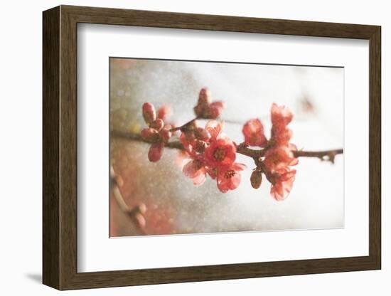 Cognassier-Viviane Fedieu Danielle-Framed Photographic Print