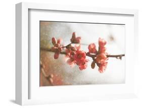 Cognassier-Viviane Fedieu Danielle-Framed Photographic Print