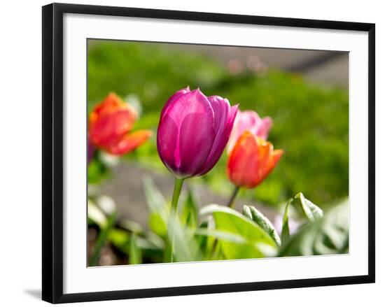 Premium Photographic Print, , large