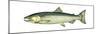 Coho (Oncorhynchus Kisutch), Silver Salmon, Fishes-Encyclopaedia Britannica-Mounted Poster