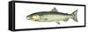 Coho (Oncorhynchus Kisutch), Silver Salmon, Fishes-Encyclopaedia Britannica-Framed Stretched Canvas