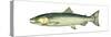 Coho (Oncorhynchus Kisutch), Silver Salmon, Fishes-Encyclopaedia Britannica-Stretched Canvas