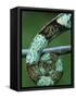 Coiled Prehensile Tail of a Parson's Chameleon-null-Framed Stretched Canvas