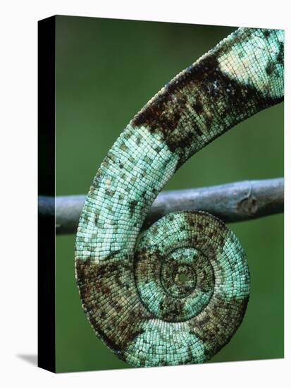 Coiled Prehensile Tail of a Parson's Chameleon-null-Stretched Canvas