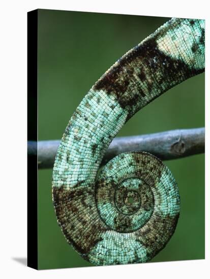 Coiled Prehensile Tail of a Parson's Chameleon-null-Stretched Canvas