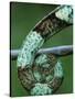 Coiled Prehensile Tail of a Parson's Chameleon-null-Stretched Canvas