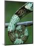 Coiled Prehensile Tail of a Parson's Chameleon-null-Mounted Premium Photographic Print