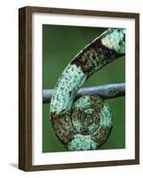 Coiled Prehensile Tail of a Parson's Chameleon-null-Framed Photographic Print