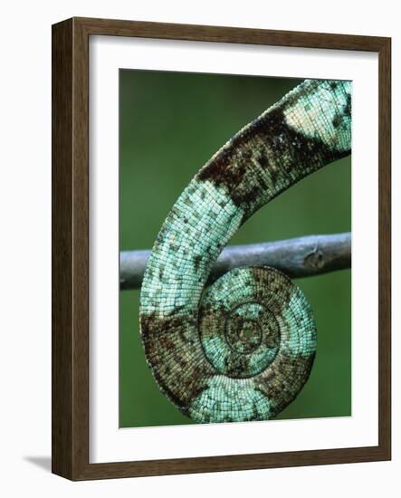 Coiled Prehensile Tail of a Parson's Chameleon-null-Framed Photographic Print