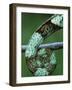 Coiled Prehensile Tail of a Parson's Chameleon-null-Framed Photographic Print