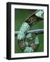 Coiled Prehensile Tail of a Parson's Chameleon-null-Framed Photographic Print