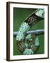 Coiled Prehensile Tail of a Parson's Chameleon-null-Framed Photographic Print