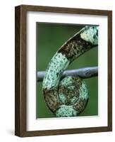 Coiled Prehensile Tail of a Parson's Chameleon-null-Framed Photographic Print