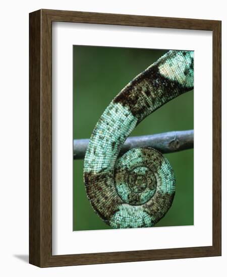 Coiled Prehensile Tail of a Parson's Chameleon-null-Framed Photographic Print