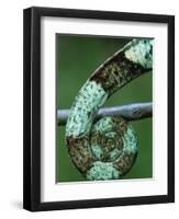 Coiled Prehensile Tail of a Parson's Chameleon-null-Framed Photographic Print