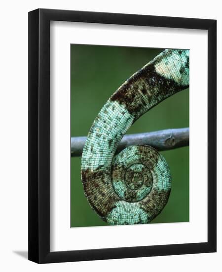 Coiled Prehensile Tail of a Parson's Chameleon-null-Framed Photographic Print