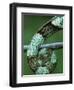 Coiled Prehensile Tail of a Parson's Chameleon-null-Framed Photographic Print