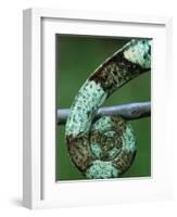 Coiled Prehensile Tail of a Parson's Chameleon-null-Framed Photographic Print