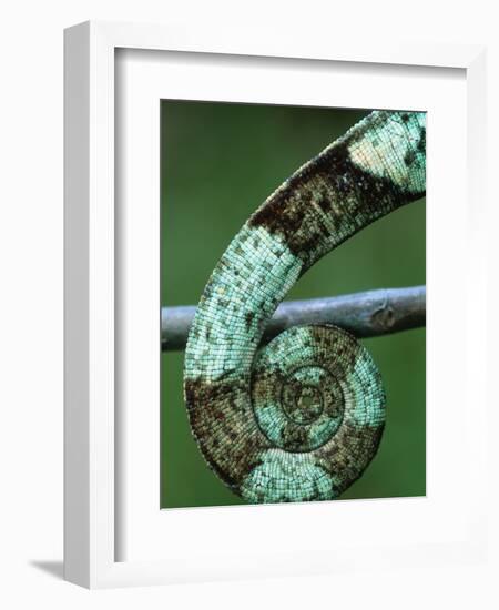 Coiled Prehensile Tail of a Parson's Chameleon-null-Framed Photographic Print