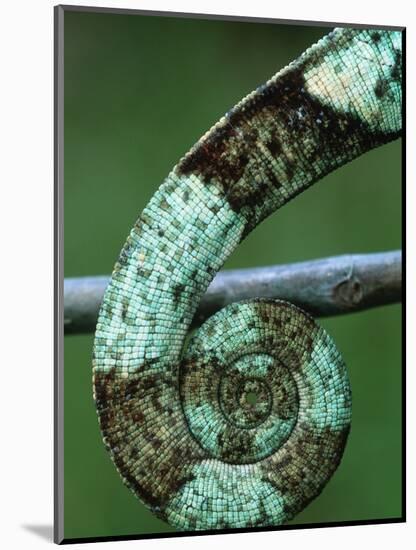 Coiled Prehensile Tail of a Parson's Chameleon-null-Mounted Photographic Print