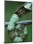 Coiled Prehensile Tail of a Parson's Chameleon-null-Mounted Photographic Print