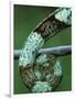 Coiled Prehensile Tail of a Parson's Chameleon-null-Framed Photographic Print