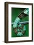 Coiled Prehensile Tail of a Parson's Chameleon-Gallo Images-Framed Photographic Print