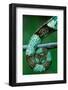 Coiled Prehensile Tail of a Parson's Chameleon-Gallo Images-Framed Photographic Print