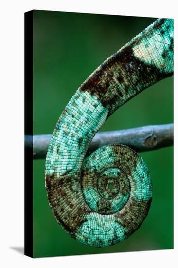 Coiled Prehensile Tail of a Parson's Chameleon-Gallo Images-Stretched Canvas