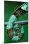 Coiled Prehensile Tail of a Parson's Chameleon-Gallo Images-Mounted Photographic Print