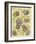 Coin-Maria Trad-Framed Giclee Print