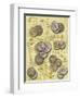 Coin-Maria Trad-Framed Giclee Print