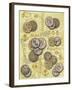 Coin-Maria Trad-Framed Giclee Print