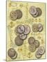 Coin-Maria Trad-Mounted Giclee Print