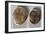Coins from Time of Vercingetorix. Roman Coins BC-null-Framed Giclee Print
