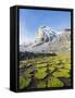 Cojines Plants Below Cerro De Ritacuba, 5230M, El Cocuy National Park, Colombia, South America-Christian Kober-Framed Stretched Canvas