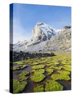 Cojines Plants Below Cerro De Ritacuba, 5230M, El Cocuy National Park, Colombia, South America-Christian Kober-Stretched Canvas