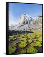 Cojines Plants Below Cerro De Ritacuba, 5230M, El Cocuy National Park, Colombia, South America-Christian Kober-Framed Stretched Canvas