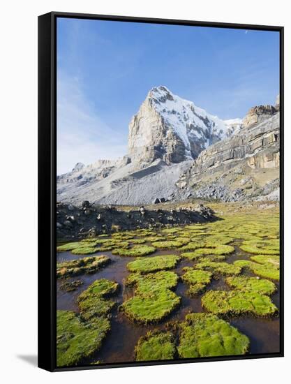 Cojines Plants Below Cerro De Ritacuba, 5230M, El Cocuy National Park, Colombia, South America-Christian Kober-Framed Stretched Canvas