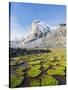 Cojines Plants Below Cerro De Ritacuba, 5230M, El Cocuy National Park, Colombia, South America-Christian Kober-Stretched Canvas