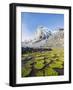 Cojines Plants Below Cerro De Ritacuba, 5230M, El Cocuy National Park, Colombia, South America-Christian Kober-Framed Photographic Print