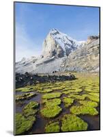 Cojines Plants Below Cerro De Ritacuba, 5230M, El Cocuy National Park, Colombia, South America-Christian Kober-Mounted Photographic Print