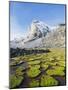 Cojines Plants Below Cerro De Ritacuba, 5230M, El Cocuy National Park, Colombia, South America-Christian Kober-Mounted Photographic Print