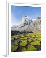 Cojines Plants Below Cerro De Ritacuba, 5230M, El Cocuy National Park, Colombia, South America-Christian Kober-Framed Photographic Print