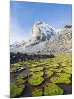 Cojines Plants Below Cerro De Ritacuba, 5230M, El Cocuy National Park, Colombia, South America-Christian Kober-Mounted Photographic Print