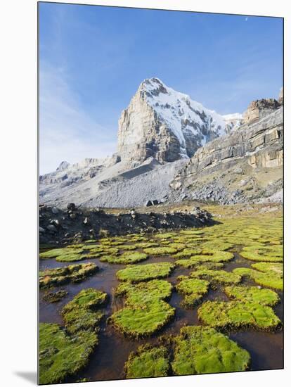 Cojines Plants Below Cerro De Ritacuba, 5230M, El Cocuy National Park, Colombia, South America-Christian Kober-Mounted Photographic Print